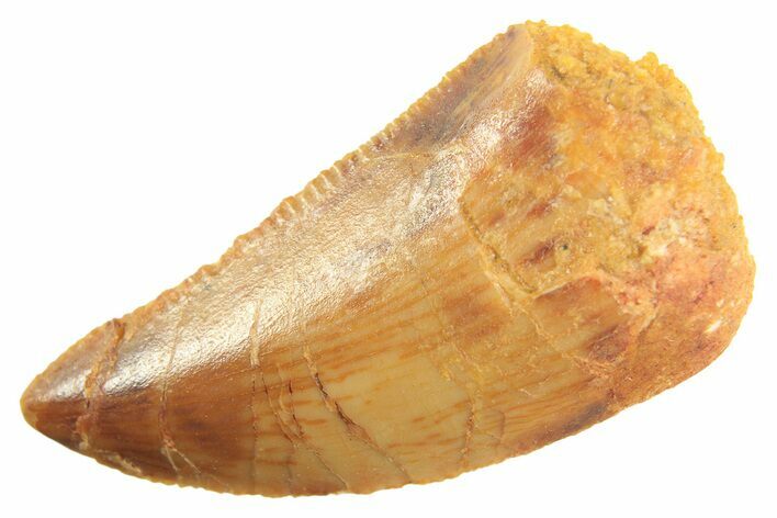 Serrated Raptor Tooth - Real Dinosaur Tooth #297737